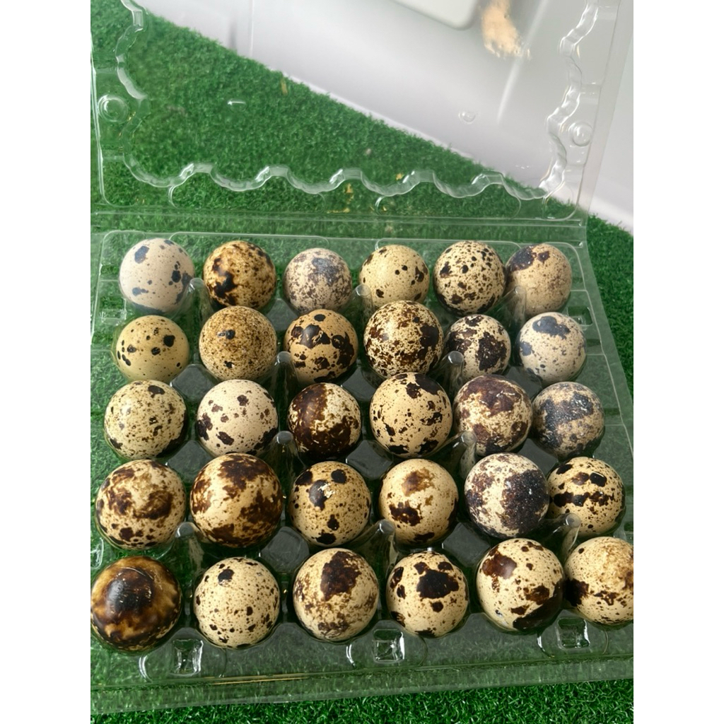 

Telur Puyuh Curah Isi 30 Butir