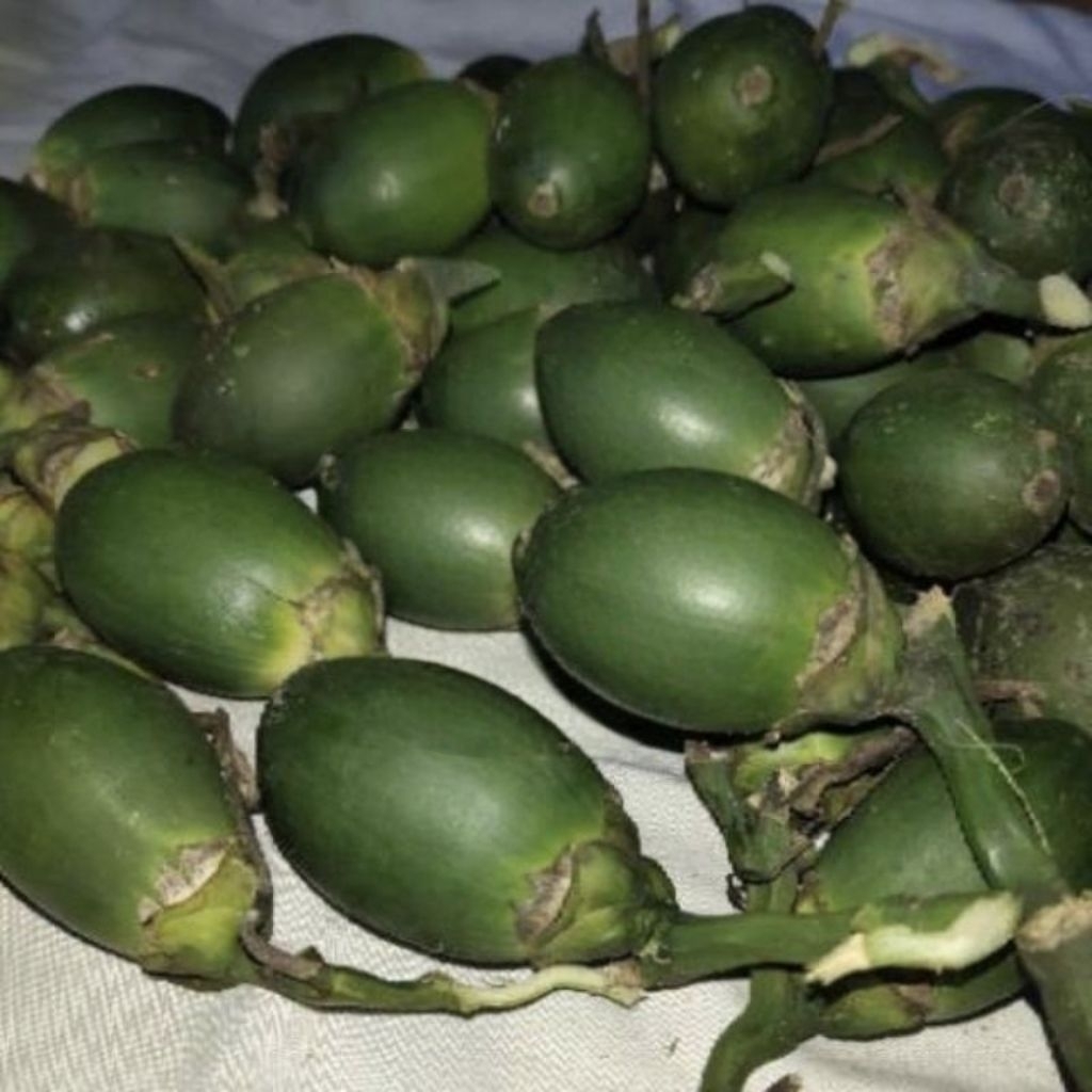 

Buah Pinang Muda-Buah Jambe Muda Organik Food 500 Grm