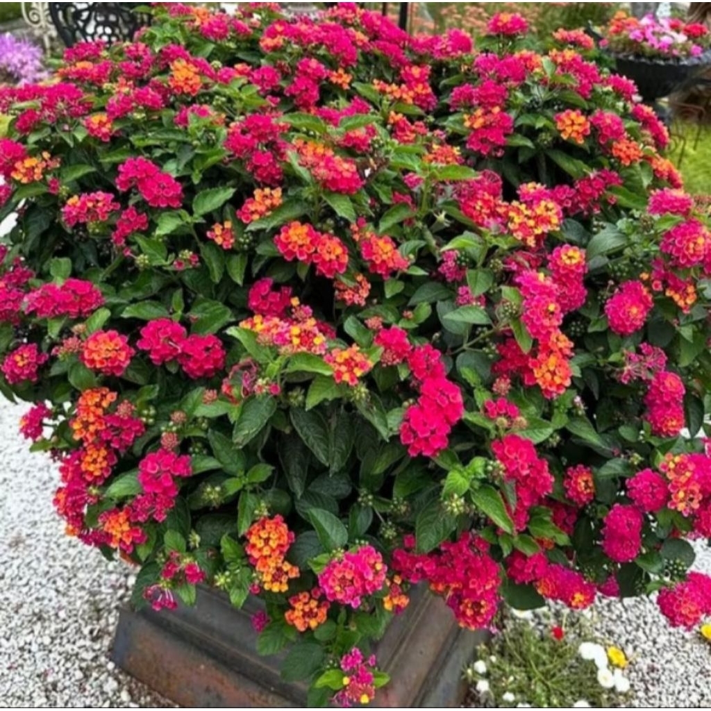 Tanaman Hias Bunga Lantana/Lamtana - Bibit Pohon Bunga Lantana - Tanaman Hias Lantana Sallara