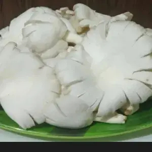 

Jamur Tiram 250 gr