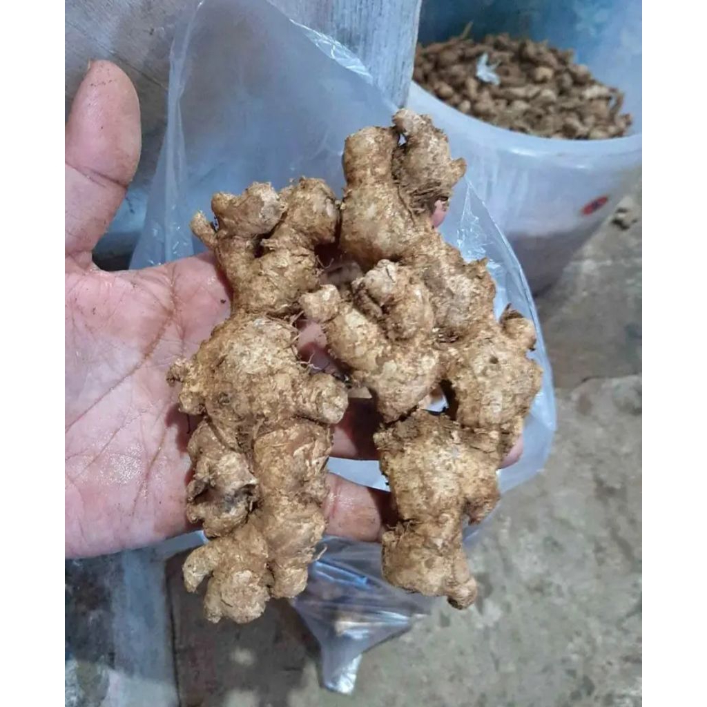 

1kg jahe emprit tua lokal asli banten