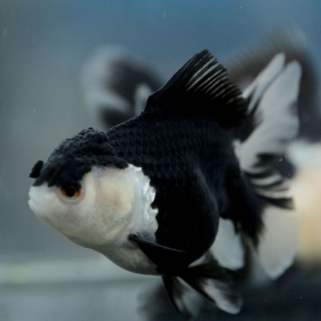 Paket isi 2 panda mas koki oranda hitam putih hiasan cantik aquarium