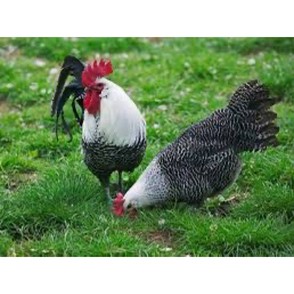 TELUR FERTIL AYAM ARAB TRIAS UNTUK DITETASKAN