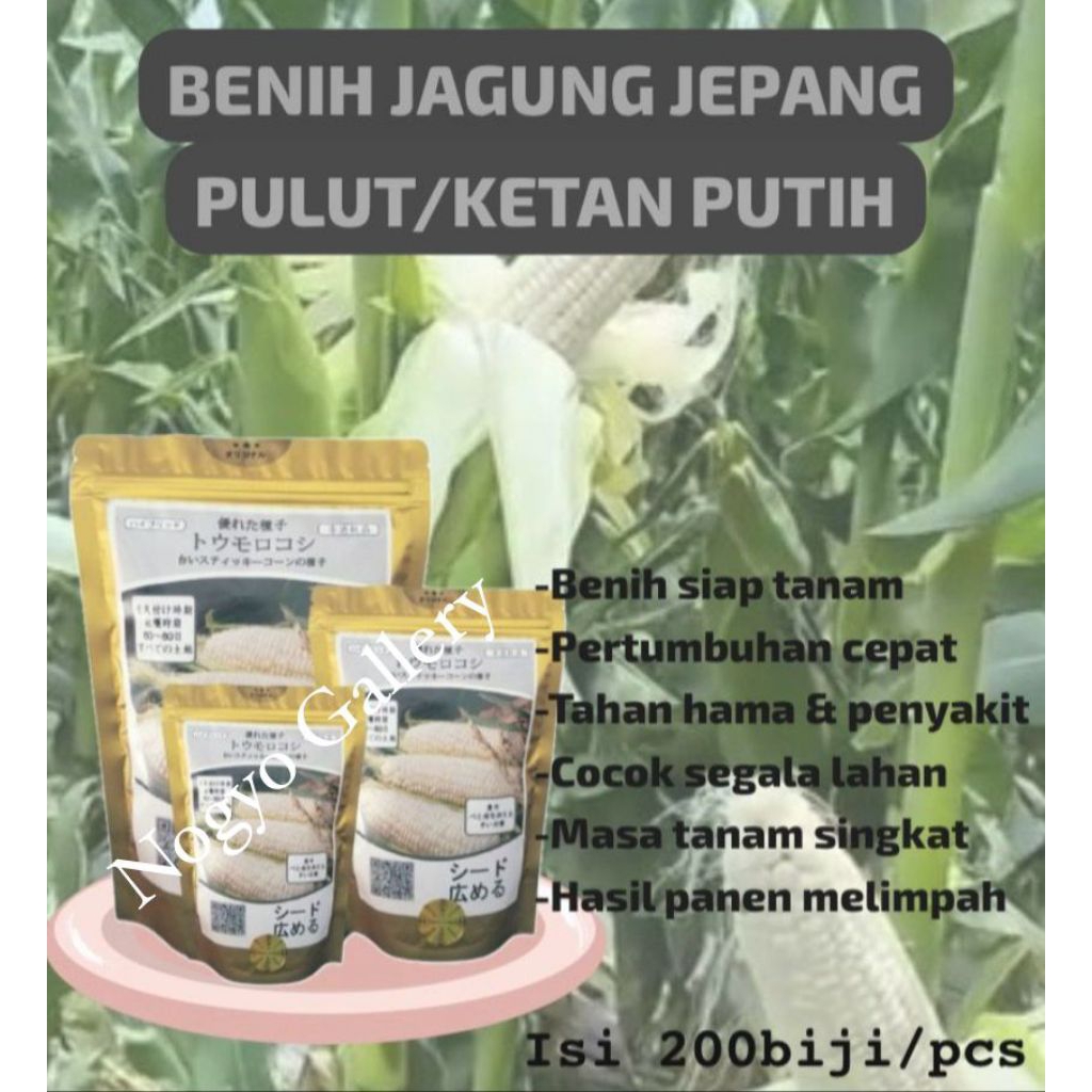 Benih Jagung Pulut / Ketan Putih
