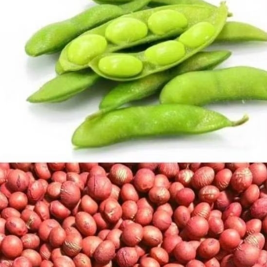 

BENIH/BIJI KACANG EDAMAME JEPANG (30 BUTIR)