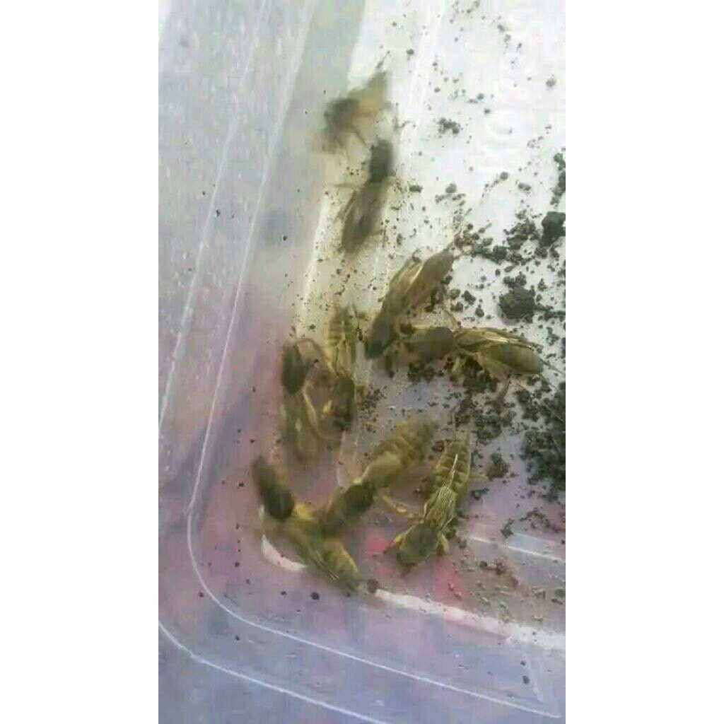 Gaang orong orong umpan Galatama harian umpan jitu perekor