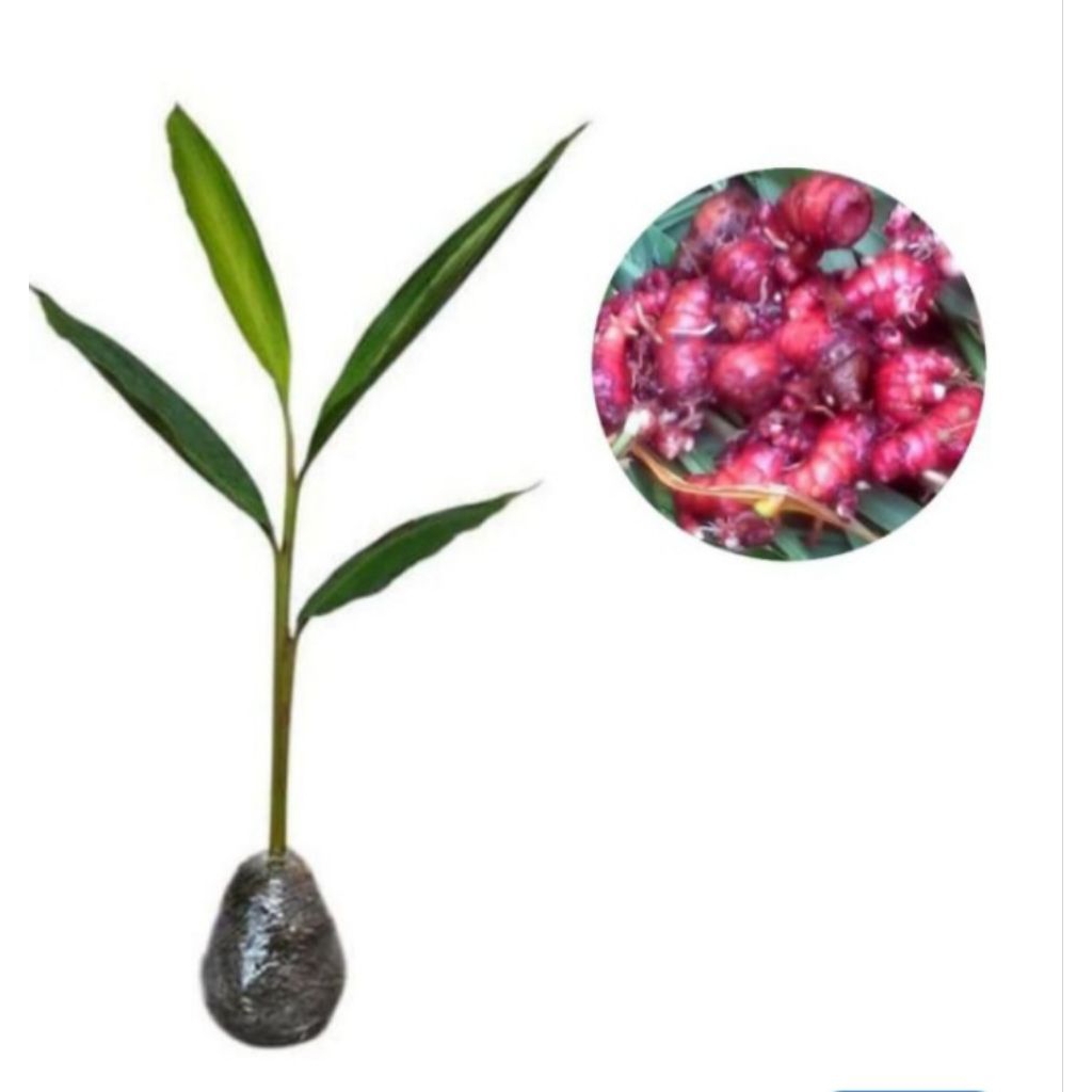 bibit jahe merah siap tanam