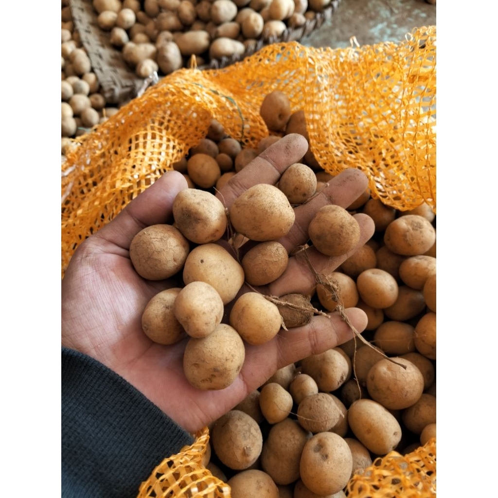 

Kentang Dieng untuk Rendang – Kentang Mini Padat, Tidak Mudah Hancur (1 Kg)