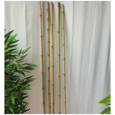 Bambu 1,5M - Bambu Dekorasi Hiasan Rumah - Perlengkapan Rumah -Bambu Partisi Cendani - Bambu Hias