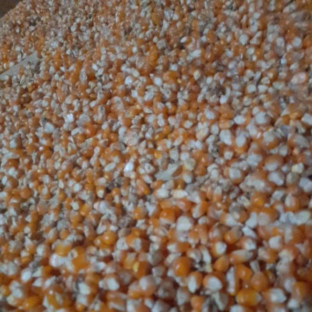 

Jagung Pipil kering Blora