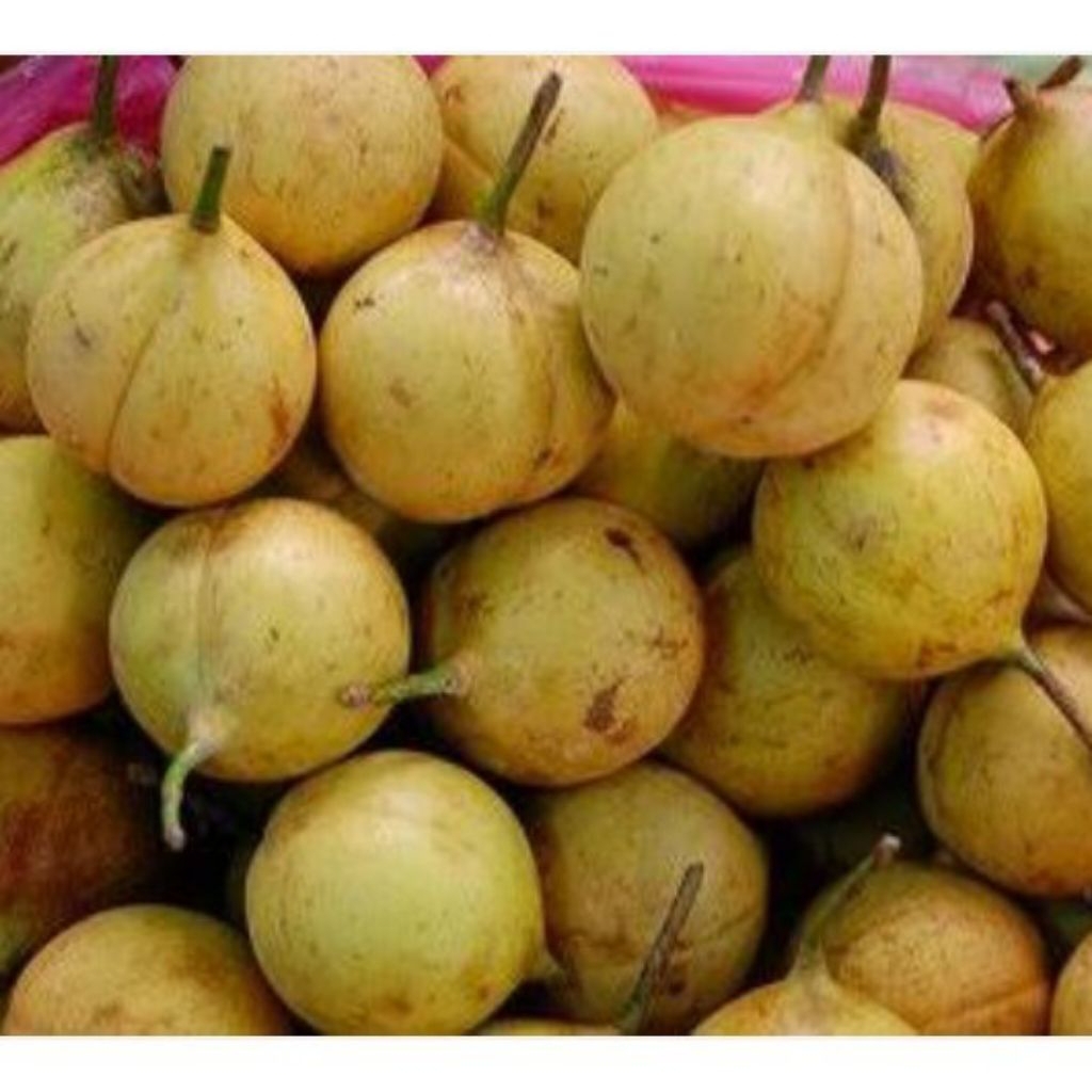 

pala muda segar 1kg cocok untuk manisan