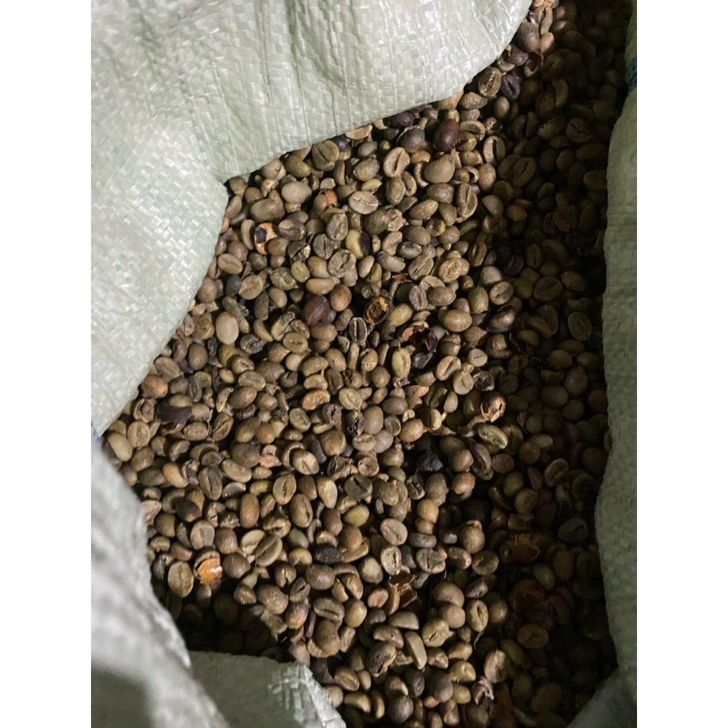 

green bean Robusta lampung komersil