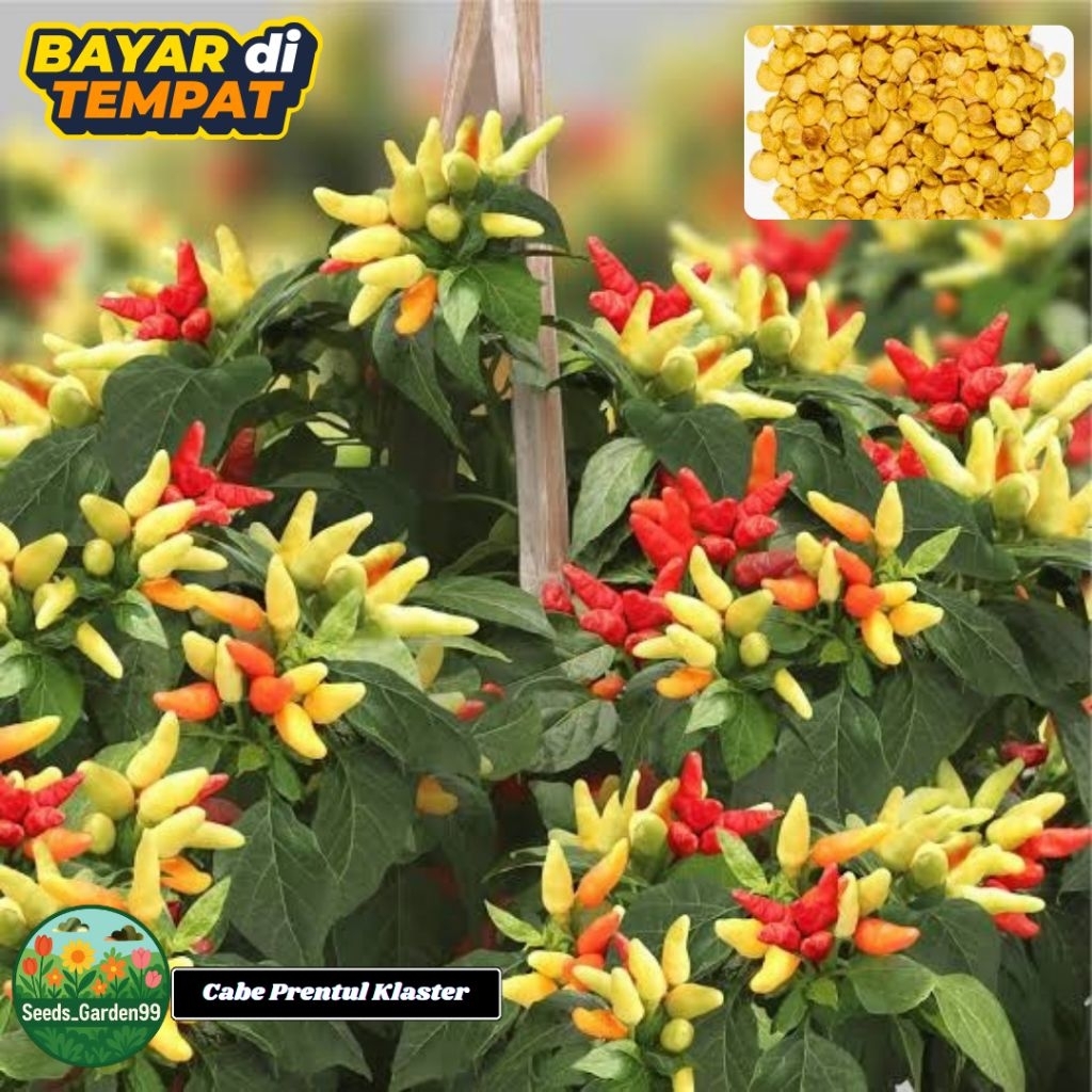 [TERLARIS]  BIJI/BENIH CABE TUMPUK PRENTUL KLASTER