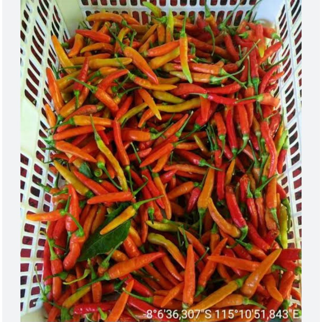 

caberawitorikualitasdaripetani