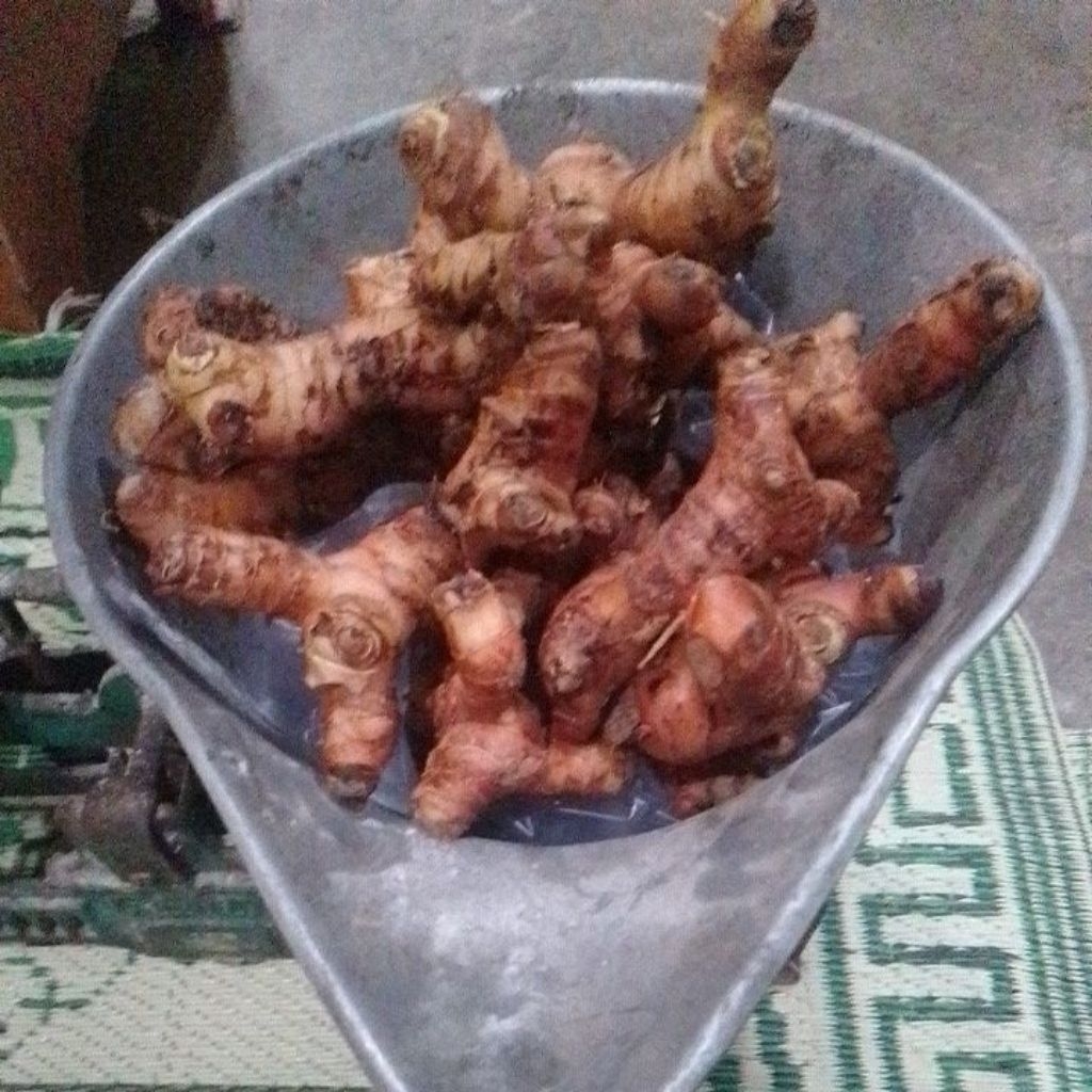 

Laos untuk masak berat 1 kg