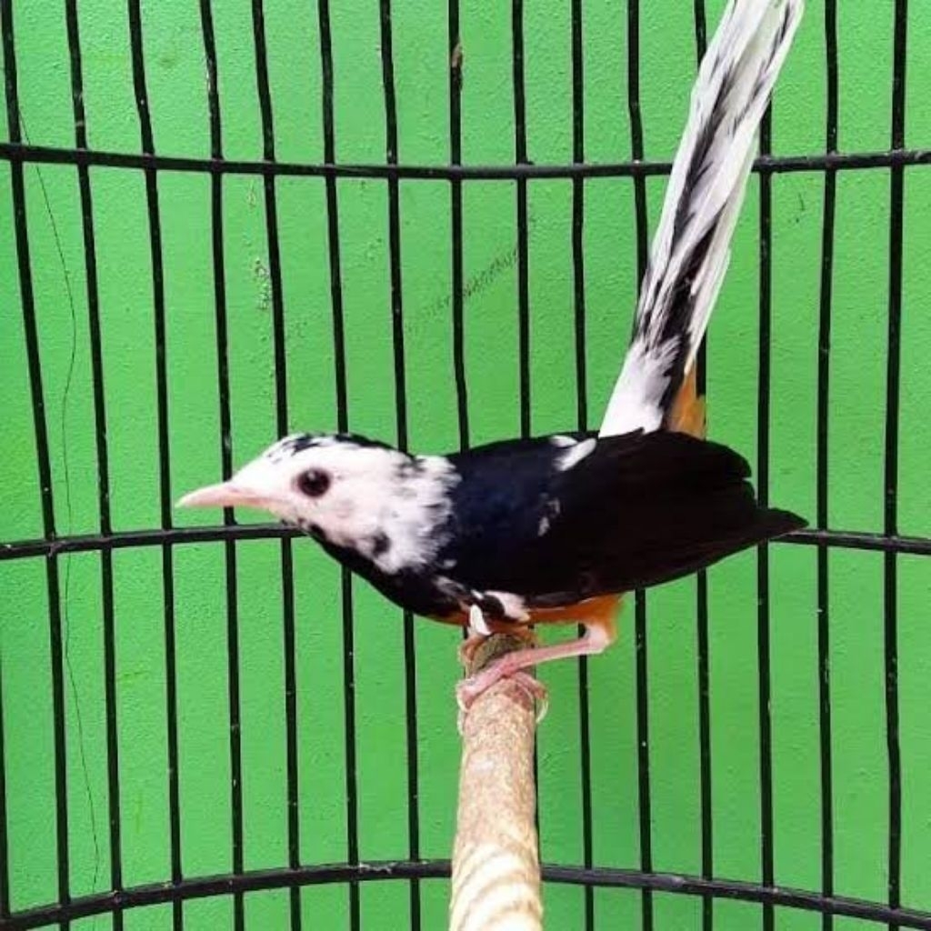 telur murai batu Blorok dijamin fertil siap tetas