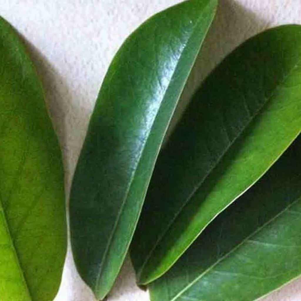 

daun sirsak herbal alami 50 lembar