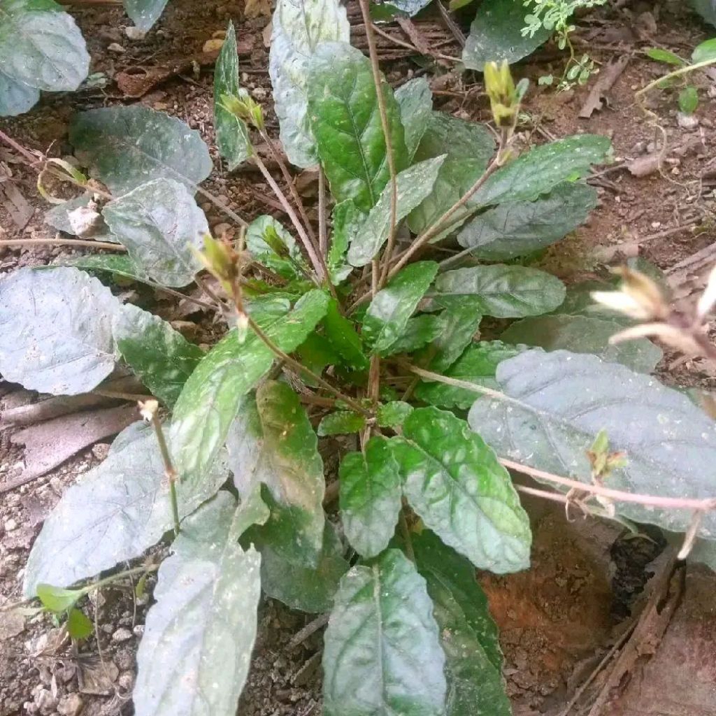 

Daun Gempur Batu / keji beling 250 Gram Segar Baru Petik