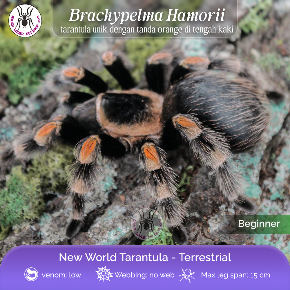 TARANTULA BRACHYPELMA HAMORII - JUVI
