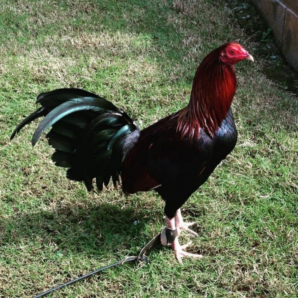 

paket hemat 6 telur ayam filiphin Original siap buat ditetaskan