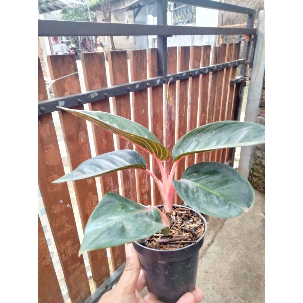 aglonema black hot lady remaja