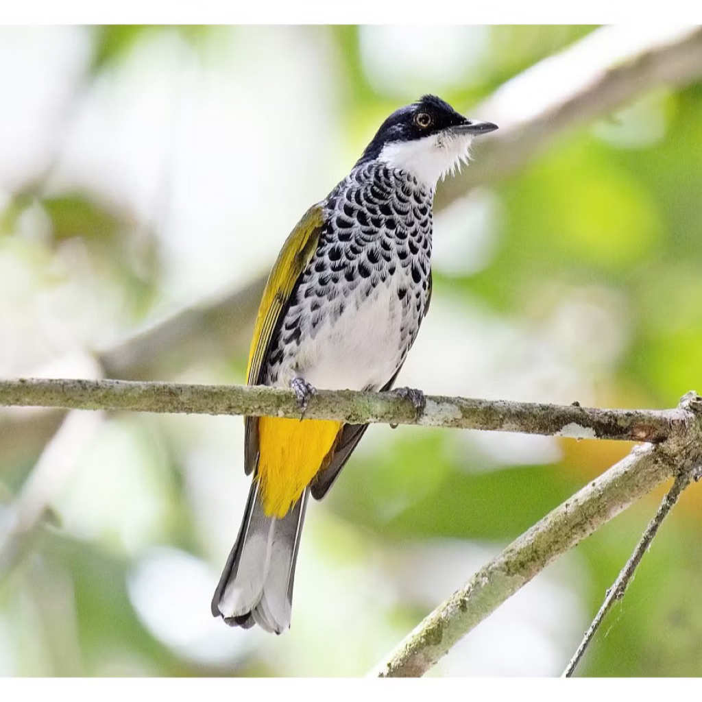 kutilang mutiara pilihan