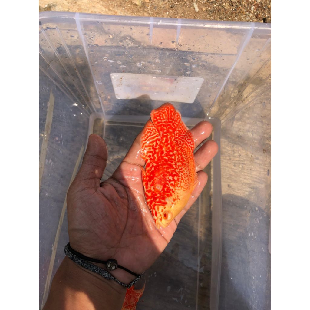 Oscar Tiger albino Thailand | Oscar good marking | hiasan akuarium