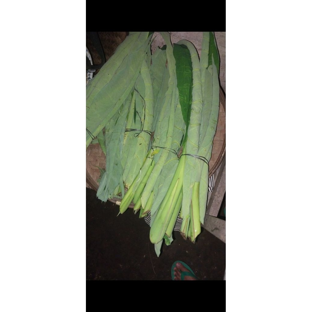 

LUMBU SEGAR PETIK DARI KEBUN