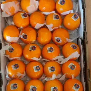 

jeruk mandarin wogam citrus manis