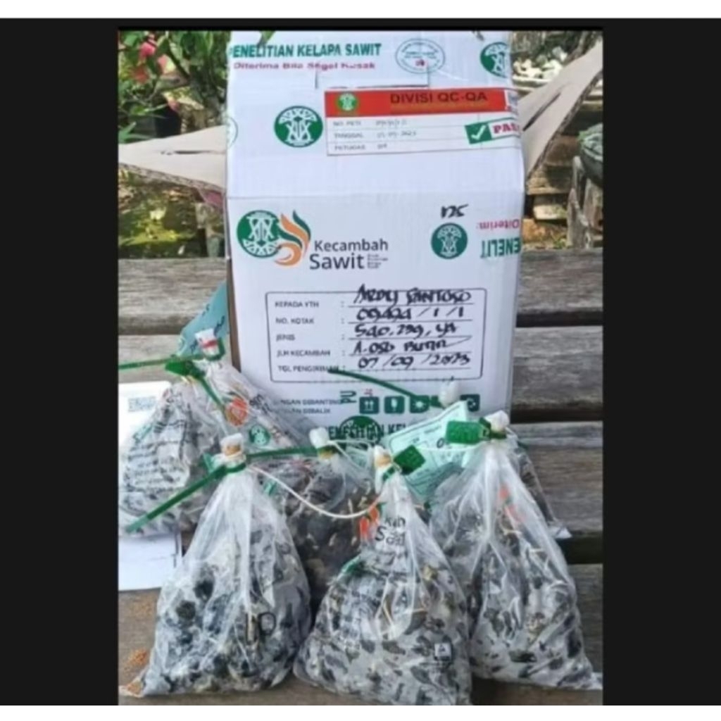 Benih Sawit Unggul PPKS DxP 540 ORIGINAL berkualitas
