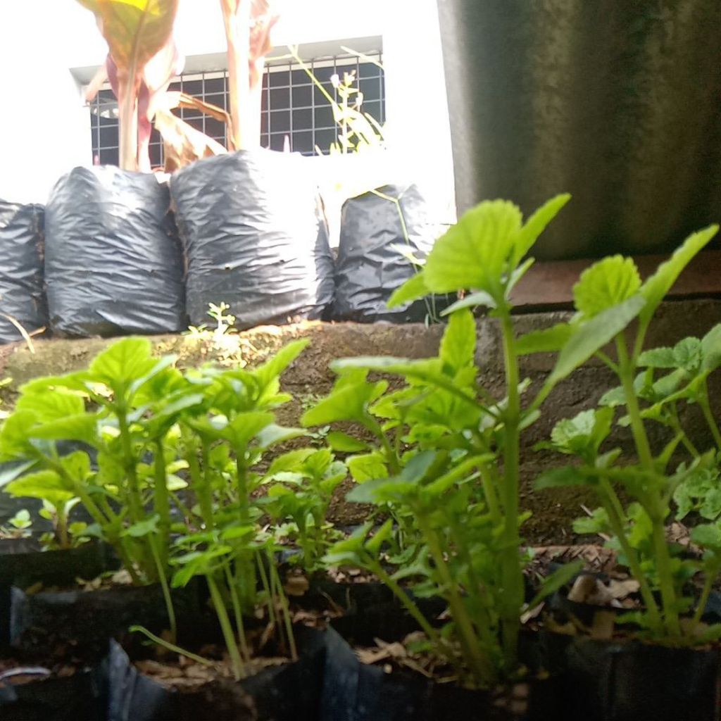 Bibit tanaman kentang kleci/kentang hitam mini (Kentang Jawa) ditanam dari umbi siap untuk tanam