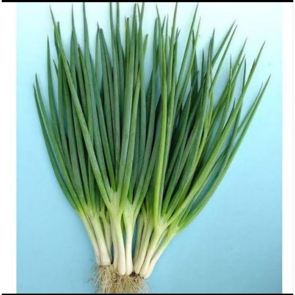 

bawang daun per ikat bawang segar di kirim langsung