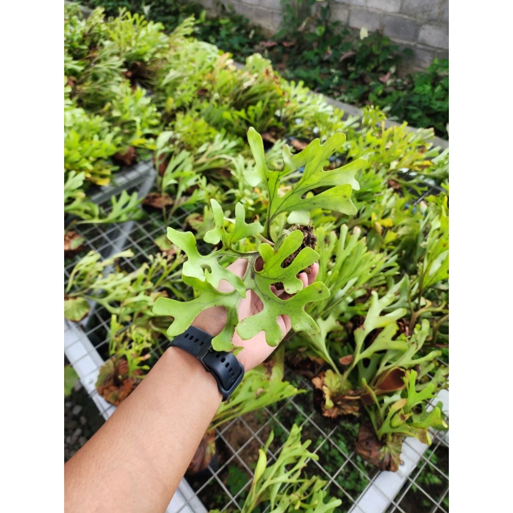 Harga Platycerium Ridleyi Cabutan Terbaru Okt 2025 | BigGo Indonesia