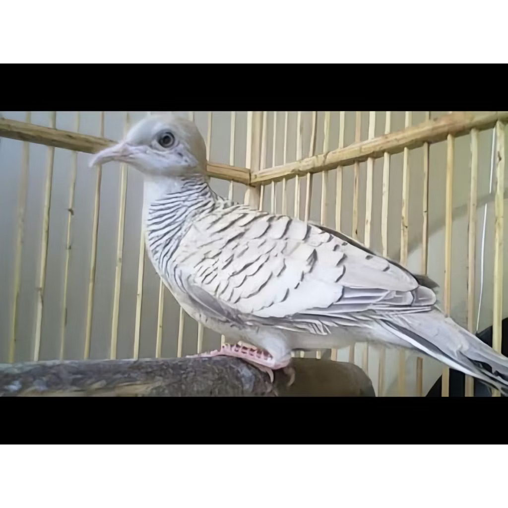 Perkutut silver pilihan
