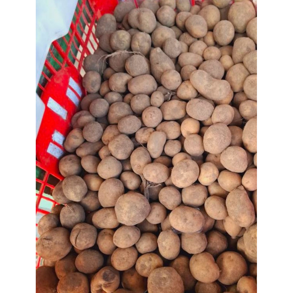 

kentang mini 1kg ukuran kelereng murah