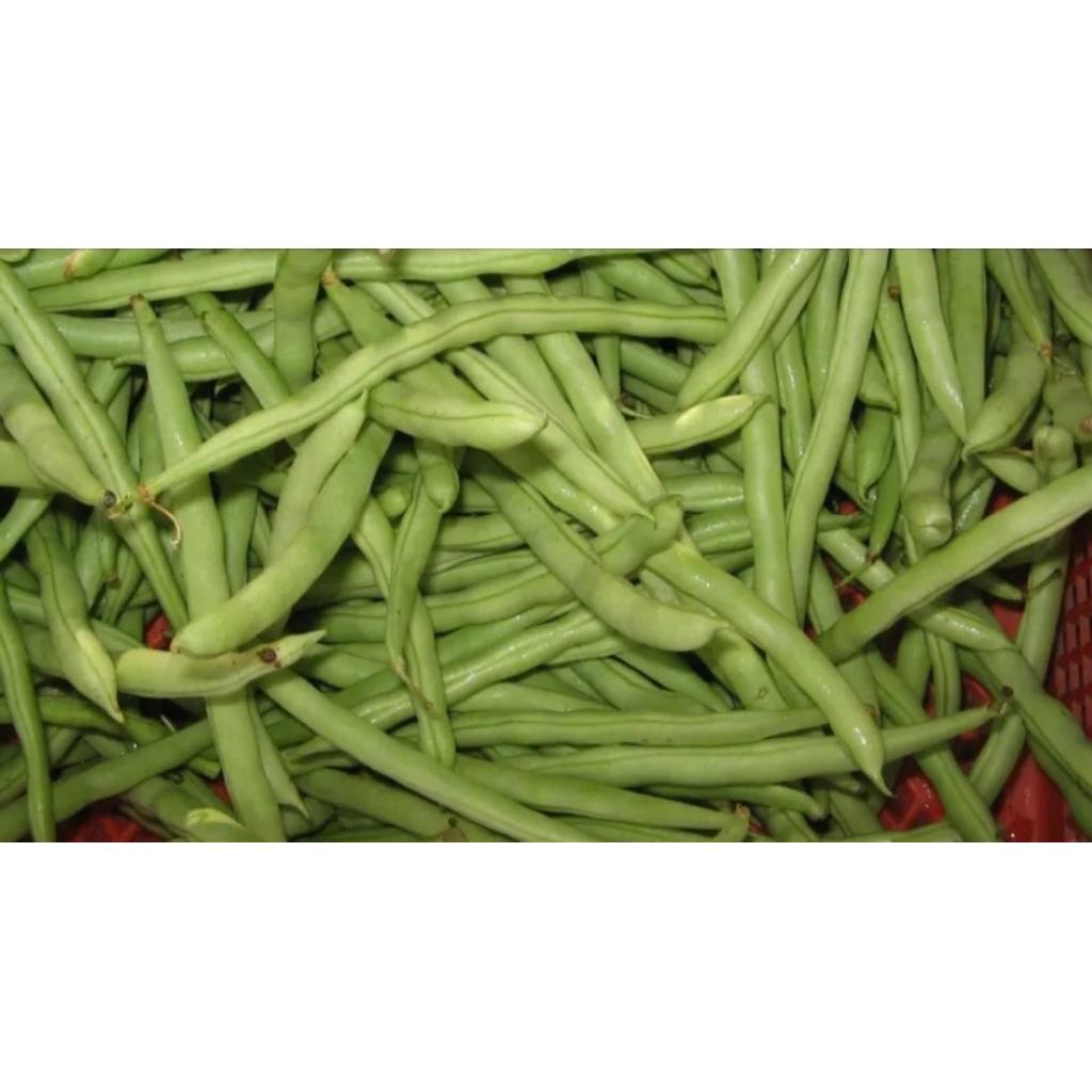 

Buncis Sayur Asem Isi 1KG
