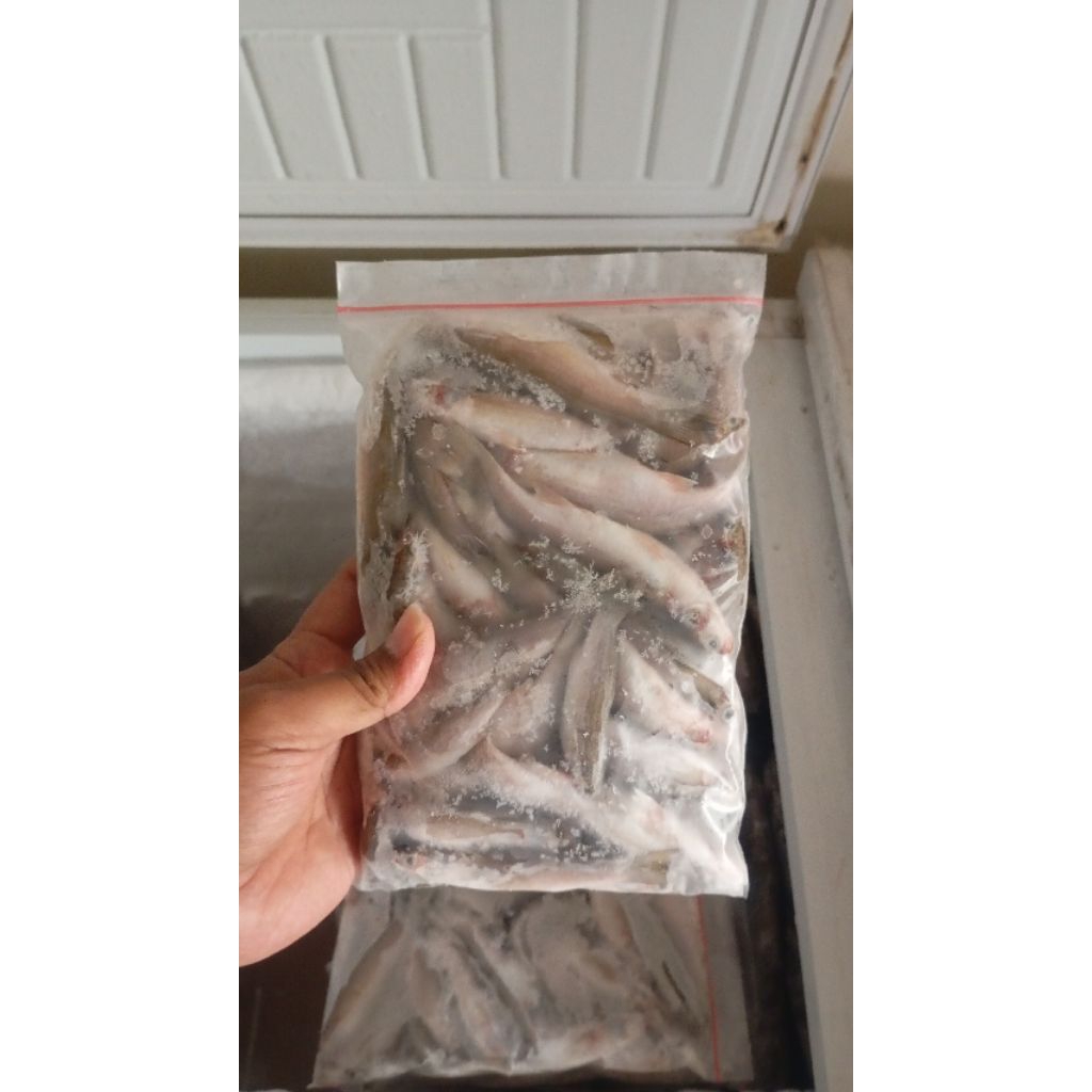 

Ikan blanak beku 500gr