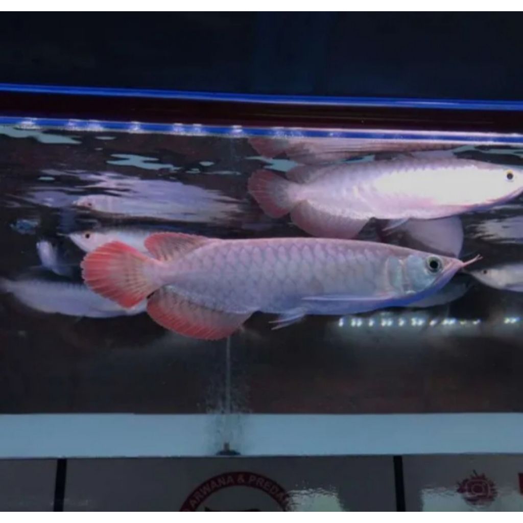 arwana super red 18cm-20cm arowana sr merah bagus grade A