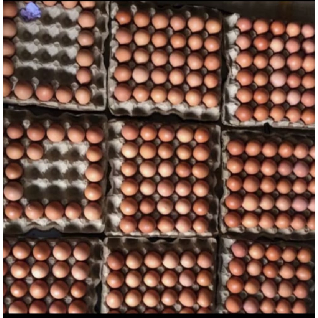 

Telor ayam negeri fresh 1kg 34.000