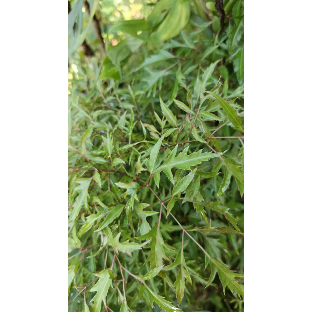 

pucuk cakla cikli sayur 500 gram