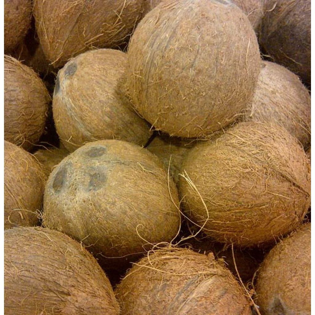 

Buah Kelapa Tua Super Perbutir