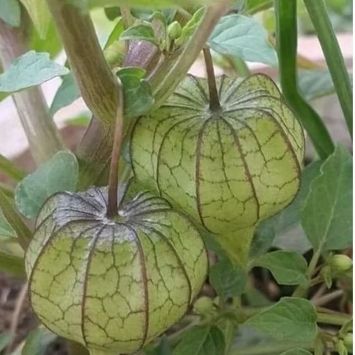 

Daun Ciplukan Cecenet Herbal Segar Fresh 250 Gram