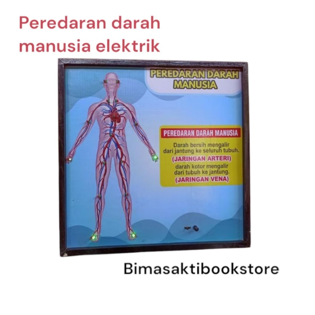 

Penampang peredaran darah elektrik / alat peraga anatomi peredaran darah elektrik