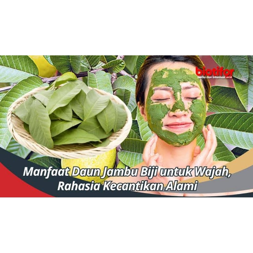 

daun jambu klutuk lembaran