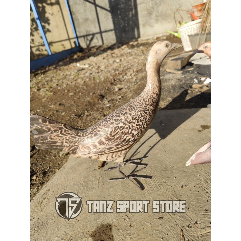 Patung jontrot ayam hutan hijau betina mirip sekali / boneka Hayam utan cangehgarbahan sepon di bung