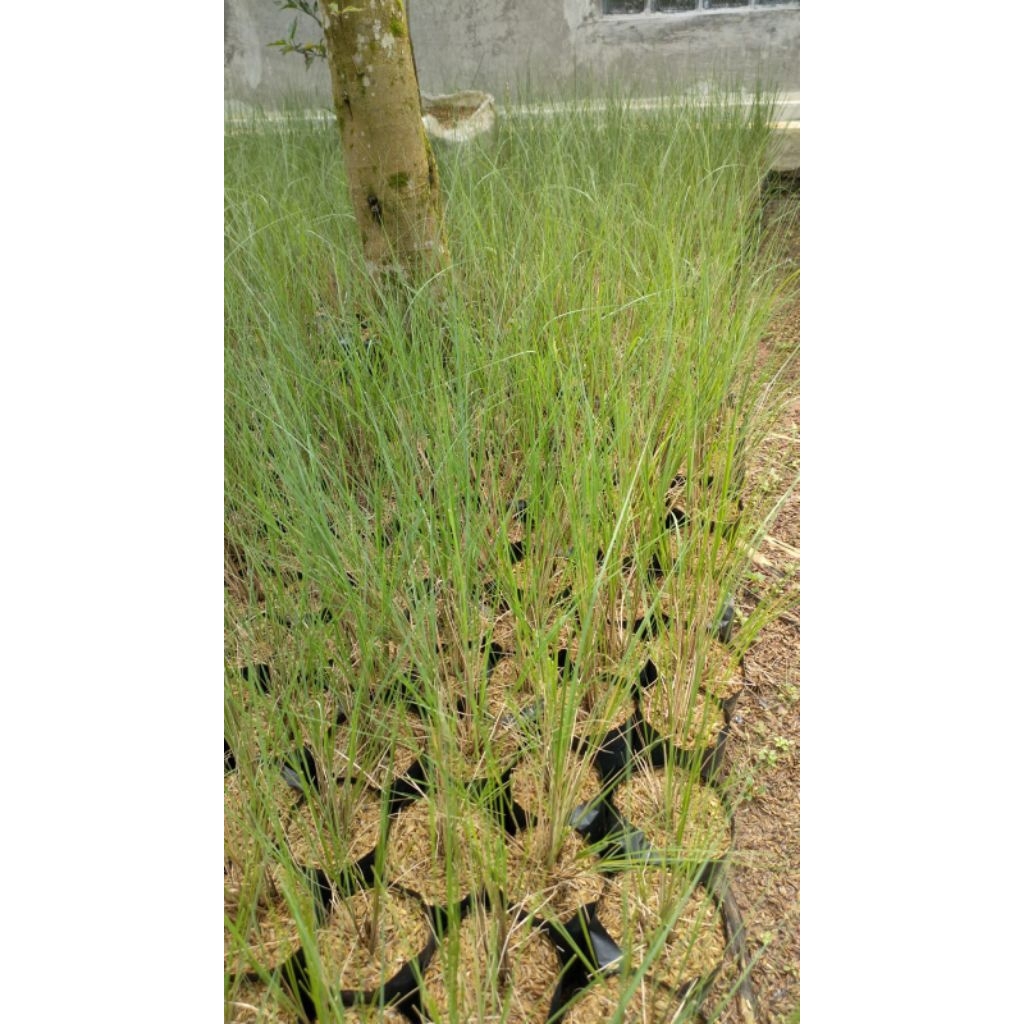 tanaman hias ilalang ekor kuda cantik, ekor kuda rimbun