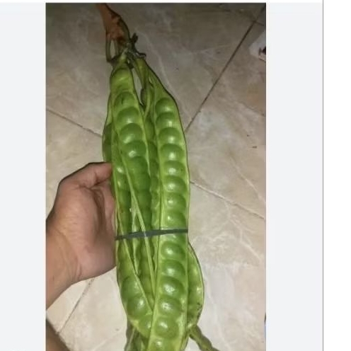 

Pete Segar 1 ikat isi 10 papan