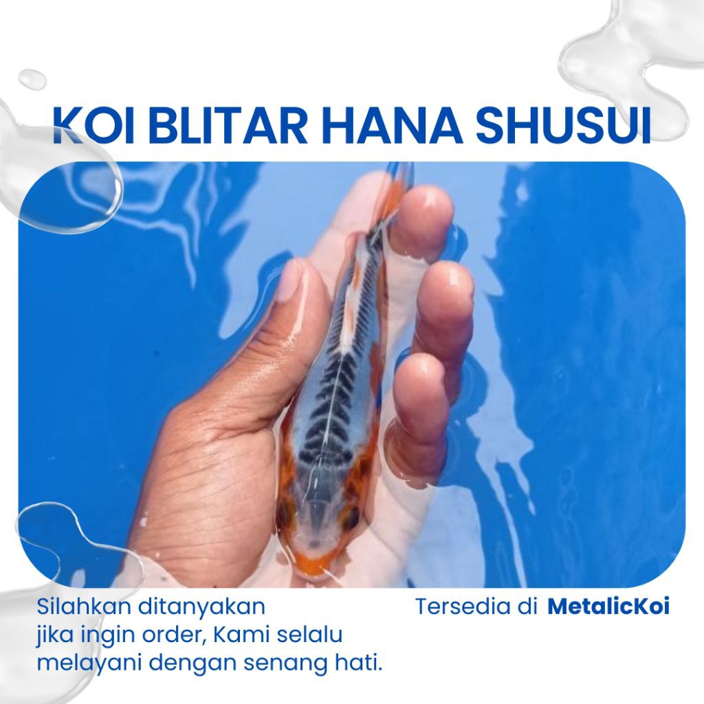 Ready koi blitar hana shusui size 20 cm ( Aksesoris Aquarium )