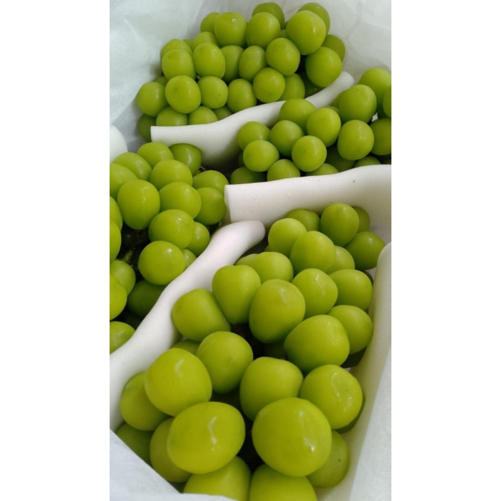 

Anggur shine muschat curah fresh ( manis dan juice )