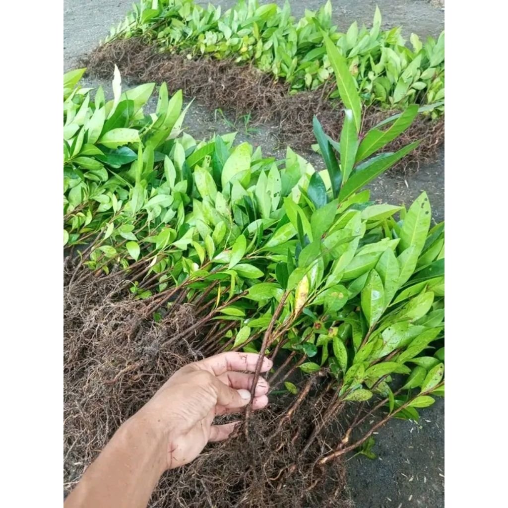 

Sedling jambu air 3500 per pohon